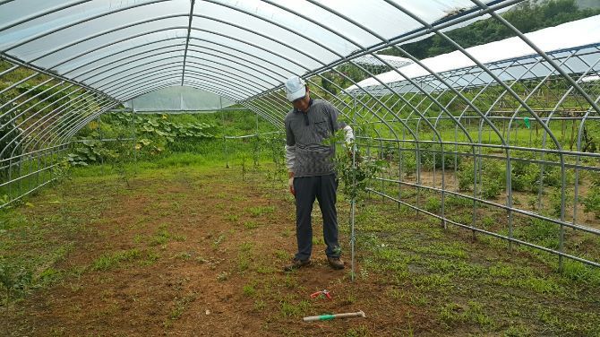 어린 대추나무야 잘 자라거라~