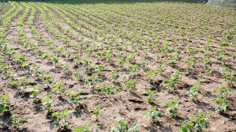 중국동포이신 한성암 \