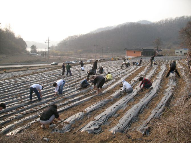 2009년 감자심기