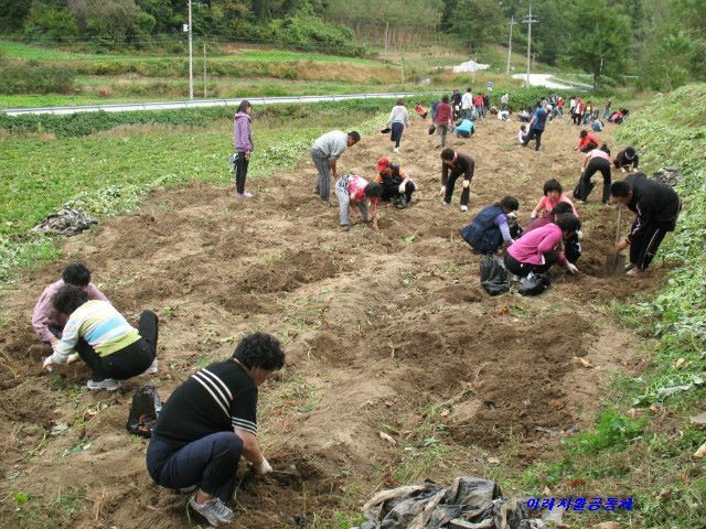 2009년 고구마 수확