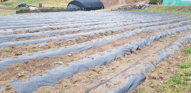 2018년 4월 감자심기