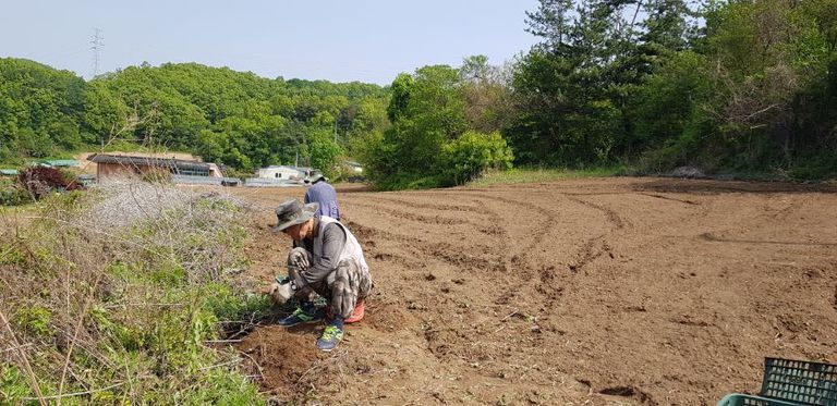 작년에 이어 올해도 콩밭 가꾸기
