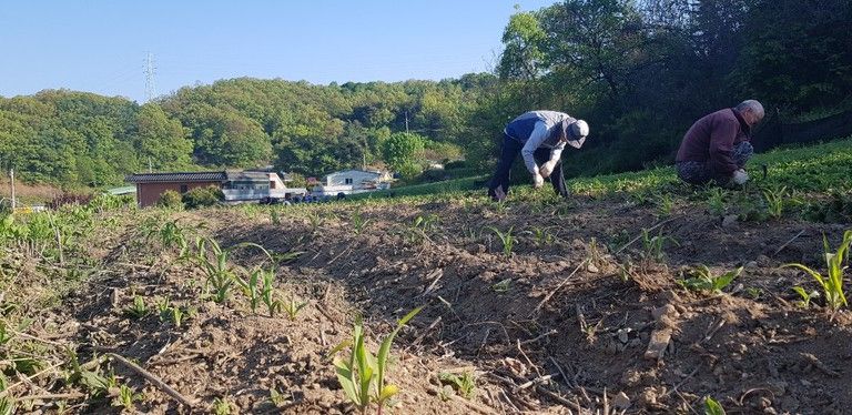옥수수밭 잡초제거