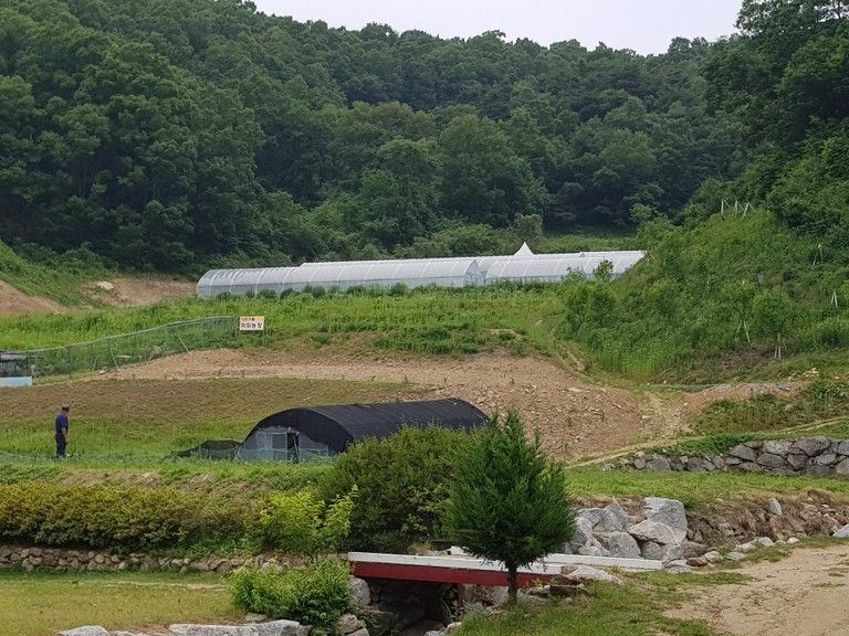 산중턱에 머위 농장과 머위 출하 모습