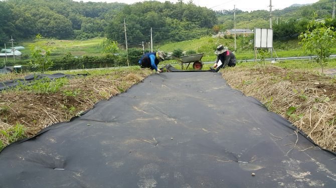 대추밭 집초예방 부직포깔기
