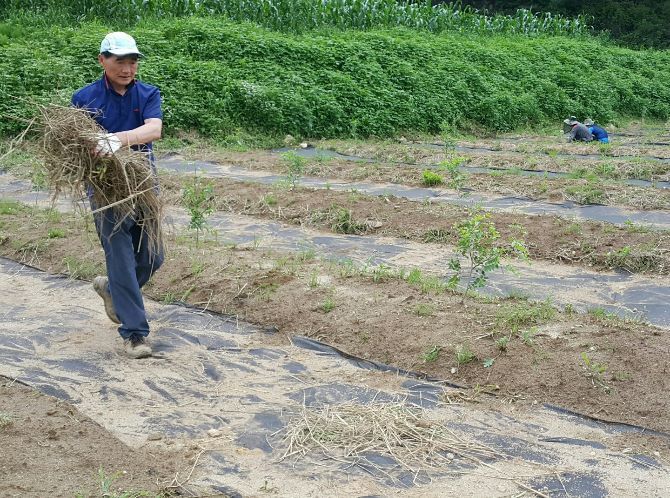 신앙도, 대추나무도 무럭무럭 자랐으면