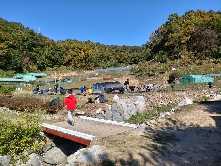 희망의 뚱딴지  파종