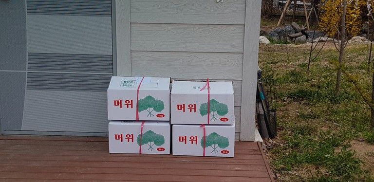머위농장 첫 출하!♡