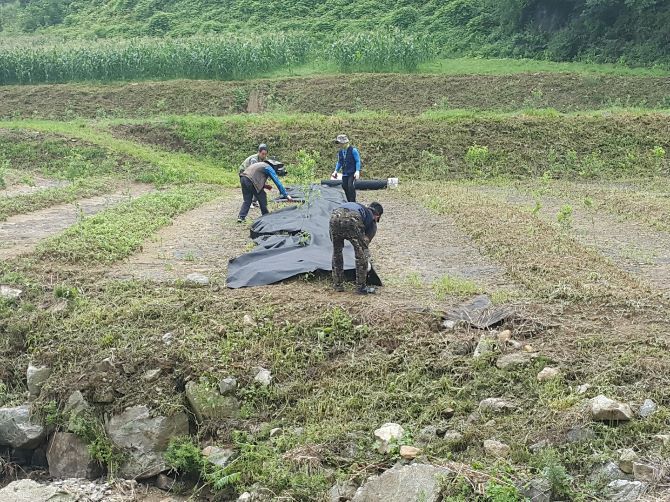 대추나무 성장시키기(부직포 덮기)