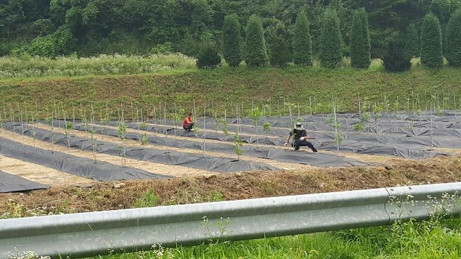 대추나무 올곧게 키우기(부직포 씌우기, 지지대 세우기)