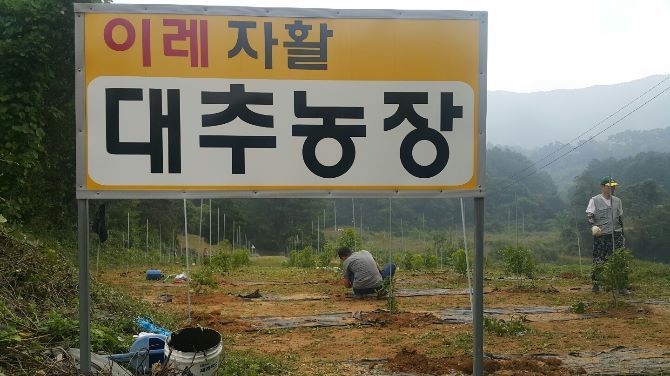 대추나무밭 비료주기, 잡초제거