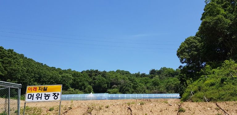 머위농장이 시작되었네요!