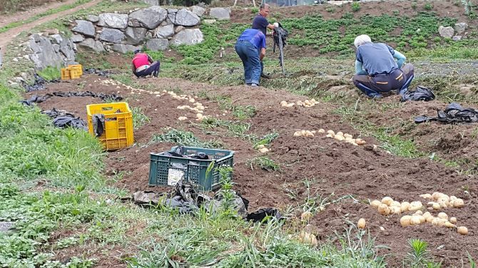 2017년 하지감자수확